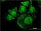 Serum/Glucocorticoid Regulated Kinase 2 antibody, H00010110-M08, Novus Biologicals, Immunofluorescence image 