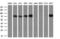 Cytochrome P450 Oxidoreductase antibody, GTX83854, GeneTex, Western Blot image 