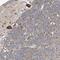 Endoplasmic Reticulum Lectin 1 antibody, HPA031501, Atlas Antibodies, Immunohistochemistry frozen image 