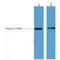 His tag antibody, LS-C387312, Lifespan Biosciences, Western Blot image 