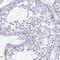 SCP1 antibody, NBP2-54674, Novus Biologicals, Immunohistochemistry frozen image 