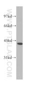 PNMA Family Member 1 antibody, 13631-1-AP, Proteintech Group, Western Blot image 