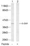 Jun Proto-Oncogene, AP-1 Transcription Factor Subunit antibody, AP02545PU-N, Origene, Western Blot image 