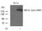 BRCA1 DNA Repair Associated antibody, PA5-37496, Invitrogen Antibodies, Western Blot image 