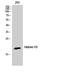 Histone H3 antibody, STJ93527, St John