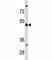 C-X-C Motif Chemokine Receptor 5 antibody, F47635-0.4ML, NSJ Bioreagents, Western Blot image 