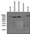 Heat Shock Protein Family A (Hsp70) Member 1 Like antibody, MA3-006, Invitrogen Antibodies, Western Blot image 