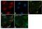 Tubulin antibody, MA5-16308-D550, Invitrogen Antibodies, Immunofluorescence image 