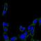 Protein Tyrosine Kinase 2 antibody, NBP2-22168, Novus Biologicals, Immunofluorescence image 
