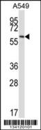 Frizzled Class Receptor 5 antibody, 57-562, ProSci, Western Blot image 