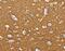 Syntaxin Binding Protein 1 antibody, MBS2516712, MyBioSource, Immunohistochemistry frozen image 