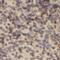 NADH:Ubiquinone Oxidoreductase Subunit B2 antibody, FNab05620, FineTest, Immunohistochemistry frozen image 