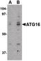 Autophagy Related 16 Like 1 antibody, PA5-20489, Invitrogen Antibodies, Western Blot image 