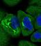 Coatomer Protein Complex Subunit Alpha antibody, NBP1-89705, Novus Biologicals, Immunofluorescence image 