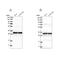 Mitochondrial Ribosomal Protein L45 antibody, NBP1-82764, Novus Biologicals, Western Blot image 