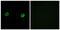 Abhydrolase Domain Containing 2 antibody, A11055, Boster Biological Technology, Immunofluorescence image 