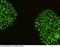 Nanog Homeobox antibody, 101286-T34, Sino Biological, Immunohistochemistry frozen image 