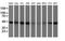 Isocitrate Dehydrogenase (NADP(+)) 1, Cytosolic antibody, NBP2-46019, Novus Biologicals, Western Blot image 