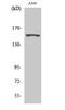 Adhesion G Protein-Coupled Receptor F5 antibody, A10539, Boster Biological Technology, Western Blot image 