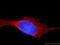 AUP1 Lipid Droplet Regulating VLDL Assembly Factor antibody, 13726-1-AP, Proteintech Group, Immunofluorescence image 