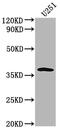 Olfactory Receptor Family 6 Subfamily B Member 3 antibody, CSB-PA847734OA01HU, Cusabio, Western Blot image 