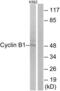 Cyclin B1 antibody, LS-C117561, Lifespan Biosciences, Western Blot image 