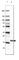 Protein Phosphatase 1 Regulatory Inhibitor Subunit 14A antibody, HPA042097, Atlas Antibodies, Western Blot image 