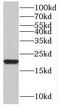 DNA-directed RNA polymerases I and III subunit RPAC2 antibody, FNab06617, FineTest, Western Blot image 
