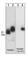 Paxillin antibody, PM1021, ECM Biosciences, Western Blot image 