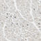 RNA Binding Fox-1 Homolog 2 antibody, HPA006240, Atlas Antibodies, Immunohistochemistry frozen image 