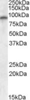 Glutamate receptor 4 antibody, MBS421628, MyBioSource, Western Blot image 