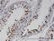 Ring Finger Protein 25 antibody, H00064320-M07, Novus Biologicals, Immunohistochemistry frozen image 