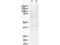 Zic Family Member 2 antibody, TA319447, Origene, Western Blot image 