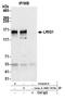 Leucine Rich Repeats And Immunoglobulin Like Domains 1 antibody, NBP2-78796, Novus Biologicals, Immunoprecipitation image 