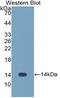 Cystatin SN antibody, LS-C293609, Lifespan Biosciences, Western Blot image 