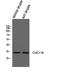 CLEC11A antibody, A09076, Boster Biological Technology, Western Blot image 