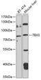 T-Box 3 antibody, 19-291, ProSci, Western Blot image 