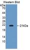 CD11b antibody, LS-C294688, Lifespan Biosciences, Western Blot image 