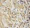 Transcription Factor AP-4 antibody, 12017-1-AP, Proteintech Group, Immunohistochemistry paraffin image 