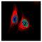 TEA Domain Transcription Factor 4 antibody, NBP2-20590, Novus Biologicals, Immunofluorescence image 