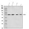 Death Associated Protein Kinase 3 antibody, A03300-3, Boster Biological Technology, Western Blot image 