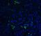 TNF Superfamily Member 13b antibody, NBP1-76843, Novus Biologicals, Immunocytochemistry image 