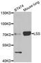 Lanosterol synthase antibody, LS-C348988, Lifespan Biosciences, Western Blot image 