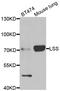 Lanosterol Synthase antibody, LS-C348988, Lifespan Biosciences, Western Blot image 