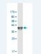 Neuronal Guanine Nucleotide Exchange Factor antibody, H00025791-M01-100ug, Novus Biologicals, Western Blot image 