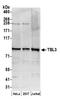 Transducin Beta Like 3 antibody, A304-777A, Bethyl Labs, Western Blot image 