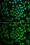 Fumarylacetoacetate Hydrolase antibody, GTX33205, GeneTex, Immunofluorescence image 