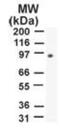 PMS1 Homolog 2, Mismatch Repair System Component antibody, GTX13900, GeneTex, Western Blot image 