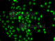 Forkhead Box N2 antibody, A7185, ABclonal Technology, Immunofluorescence image 