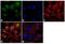 Discs Large MAGUK Scaffold Protein 1 antibody, PA1-741, Invitrogen Antibodies, Immunofluorescence image 